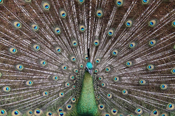 雄性绿孔雀 绿孔雀消化系统 来自东南亚 濒危的物种 — 图库照片