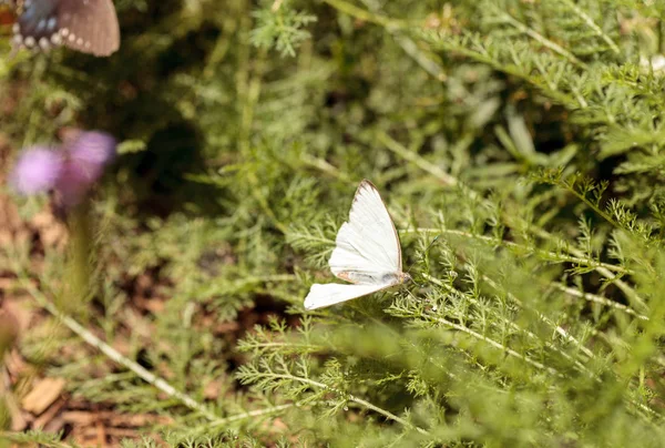 Nagy Déli Fehér Pillangó Ascia Monuste Tavaszi Botanikus Kertben — Stock Fotó