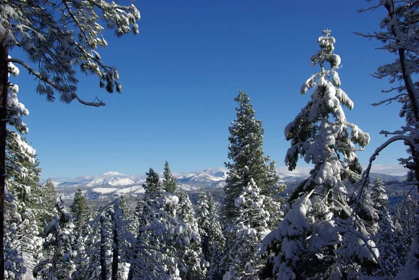 Árboles Cubiertos Nieve Fresca Mirando Hacia Sierra Crystal Range — Foto de Stock