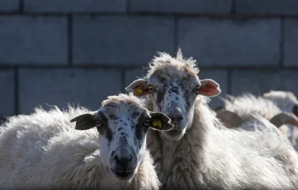 Közelről Sheeps — Stock Fotó