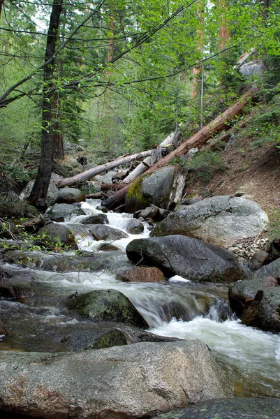 Ruisseau Montagne Clair Qui Coule Travers Forêt — Photo