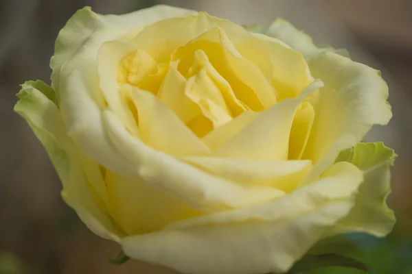 Gradiente Amarillo Primer Plano Rosa Blanca Con Fondo Desenfoque — Foto de Stock