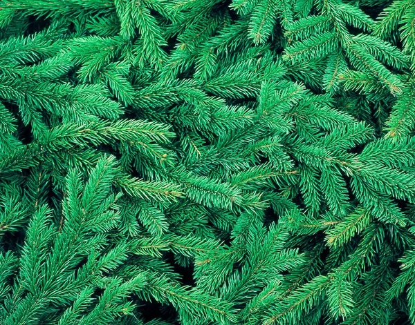 Fir Tree Achtergrond Close Voor Kerstmis — Stockfoto