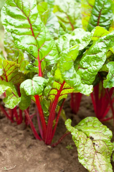 Mangold Jardín — Foto de Stock