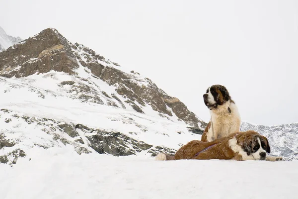 Bernardine Hunde Rettungshunde Alpiner Hintergrund Schweizer Alpen — Stockfoto