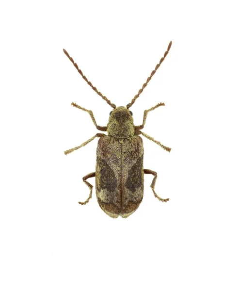 Death Watch Beetle Ptinomorphus White Background Ptinomorphus Imperialis Linnaeus 1767 — Stock Photo, Image