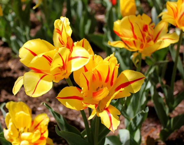 Tulipes Rayures Jaunes Rouges Complètement Ouvertes Après Une Douche Soleil — Photo