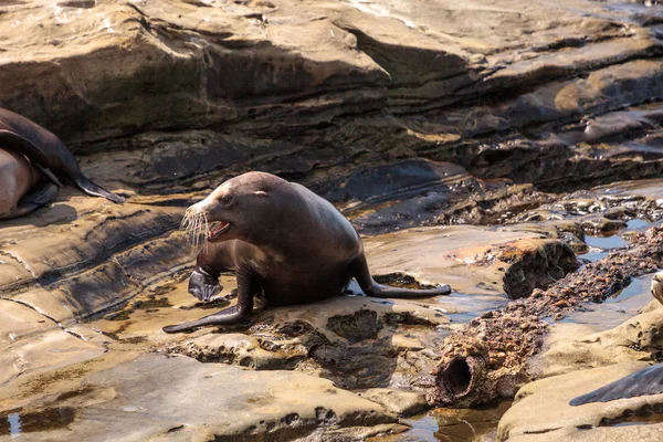 Joven León Marino California Zalophus Californianus Cachorros Jugando Las Rocas — Foto de Stock