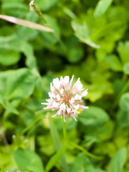 Single Clover Flower Head Arising Out Grass Meadow — Stock Photo, Image