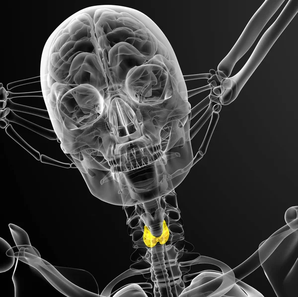 3d render medical illustration of the thyroid gland - front view