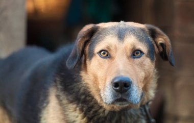 Large guard dog with expressive eyes staring in disbelief. Breed is not defined clipart