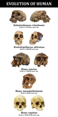 Evolution of human skull ( Sahelanthropus tchadensis . Australopithecus africanus . Homo erectus . Homo neanderthalensis . Homo sapiens ) . clipart