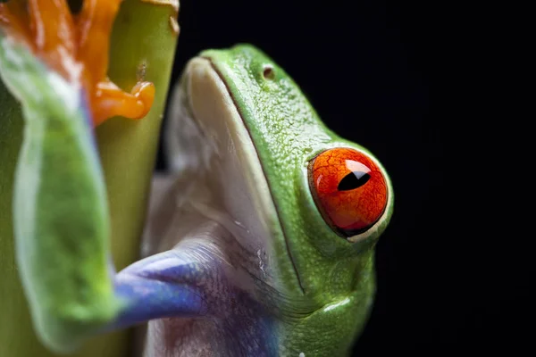 Frog Jungle Colorful Background — Stock Photo, Image