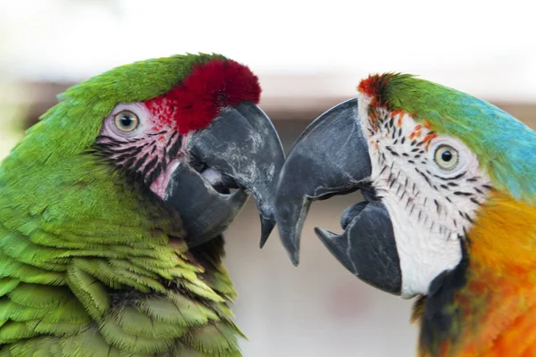 Két Papagájok Arc Fecsegés Egymással Garázda Partnerség — Stock Fotó