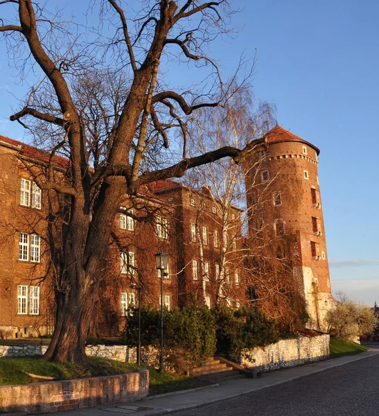 Árbol Frente Wawel Cracovia — Foto de Stock