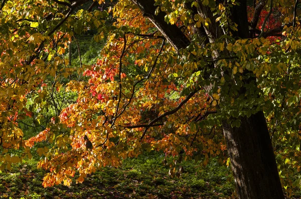 Doğa Sonbahar Sezonu Ayrıntılarını Renkli Bitki — Stok fotoğraf