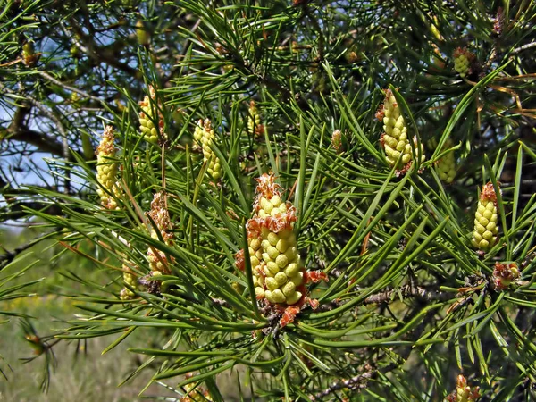 Big Shots Pine — Stock Photo, Image