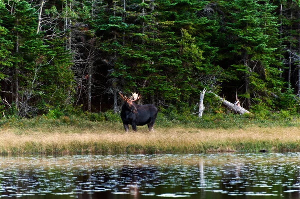 Nyfiken Älg Skogen Nära Sjö — Stockfoto