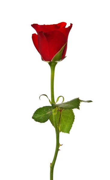 Одночервона Троянда Білому Тлі — стокове фото