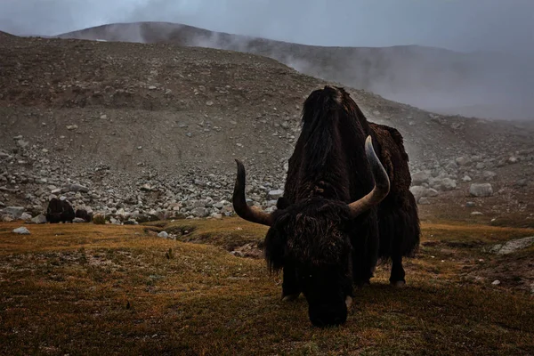 Yak Βόσκηση Στα Ιμαλάια Ladakh Ινδία — Φωτογραφία Αρχείου