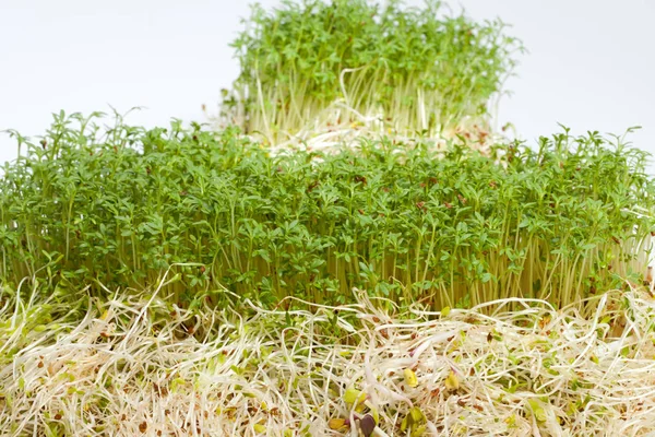 Färska Alfalfagroddar Och Krasse Vit Bakgrund — Stockfoto