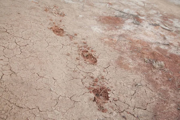 Des Traces Ours Noirs Près Des Traces Humaines Dans Saleté — Photo