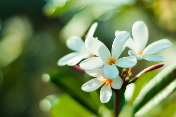 Bahçede Beyaz Frangipani Çiçek — Stok fotoğraf