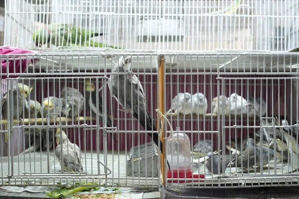 Parakeets in cages for sale in street market in Brazil. Animal rights are vastly disregarded in Brazil, and animals are kept in stressful conditions.
