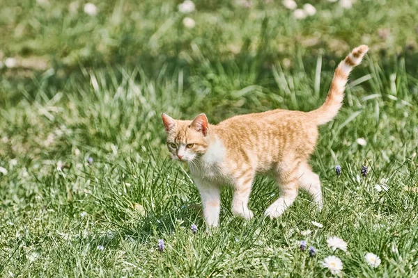 Outbred Cat Walking on the Green Grass