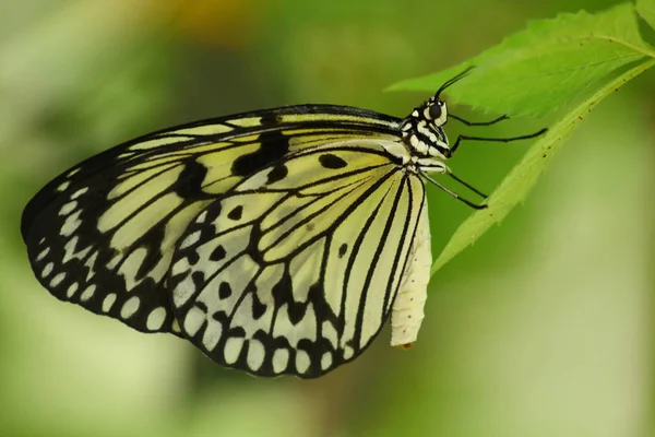 Trópusi Pillangó Közelről — Stock Fotó