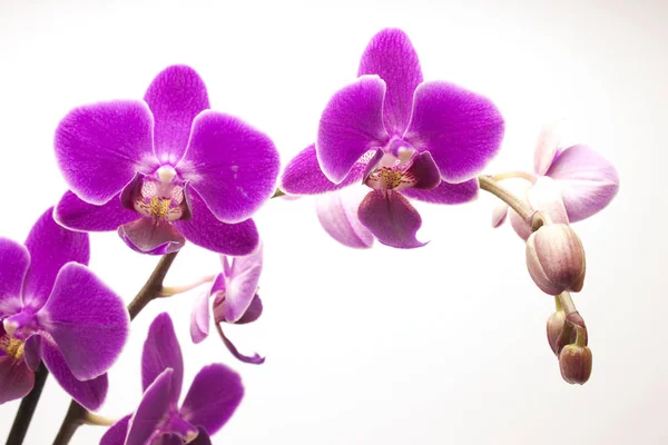 Orquídea Violeta Bonita Phalaenopsis Isolada Branco — Fotografia de Stock