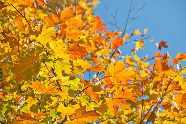 秋天的树叶和太阳 很浅的焦点 — 图库照片