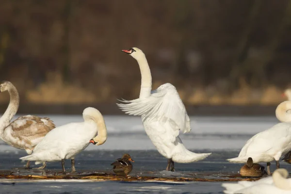 晴れた日には青い湖の水に白鳥 池に白鳥 自然シリーズ — ストック写真