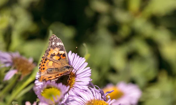 Mariposa Dama Costa Oeste Vanessa Annabella Jardín Mariposas Una Flor —  Fotos de Stock