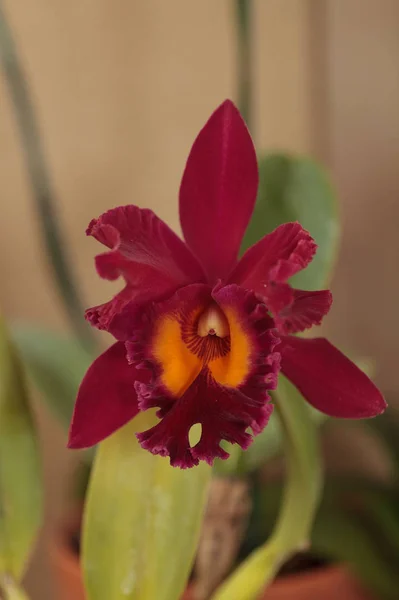 Cattleya Orchideenblume Blüht Sommer Hawaii Einem Botanischen Garten — Stockfoto