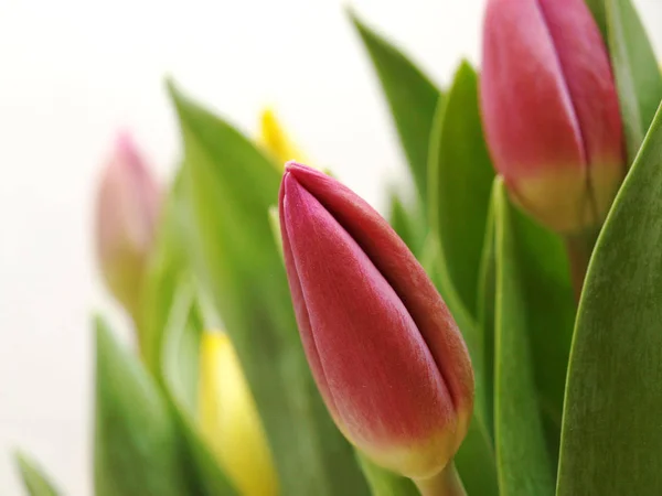 Tulipa Rosa Juntamente Com Folhas Verdes Frescas Direção Fundo Branco — Fotografia de Stock