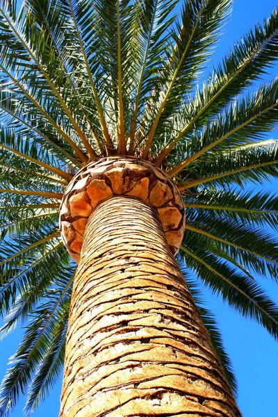 Palmera Tropical Cerca Sobre Cielo Azul —  Fotos de Stock