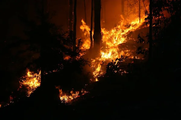 Bushfire Wildfire Closeup Night Taken Wildfire 2007 — Stock Photo, Image