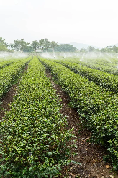 Tea Plantation Taiwan — Stock Photo, Image