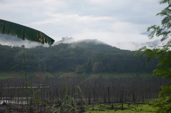 Foresta Balahala Yala Thailandia Foresta Balahala Foresta Più Perfettamente Nel — Foto Stock