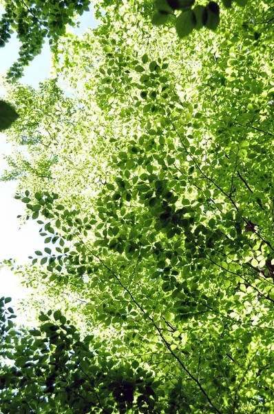 春の太陽の下で新鮮で明るい緑のブナの葉 — ストック写真