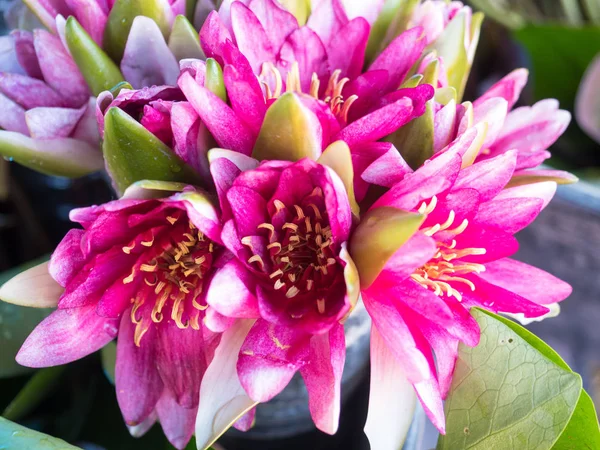 Hermosas Flores Fondo Vista Cercana —  Fotos de Stock