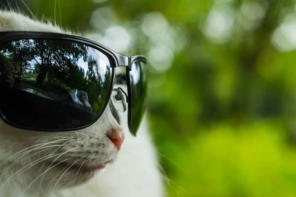 Chat En Lunettes De Soleil Photographie Kyolshin C Chat En Lunettes De Soleil Photographie Kyolshin C