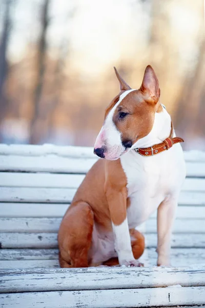 Αγγλικά Τεριέ Του Bull Καθαρόαιμο Σκυλί Κυνικός Φίλος Κόκκινο Σκύλο — Φωτογραφία Αρχείου