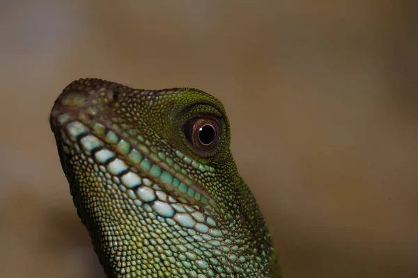 Cabeça Olho Agama Adulto Physignathus Cocincinu — Fotografia de Stock