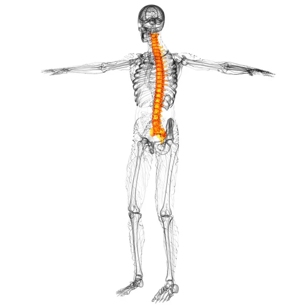 Maken Medische Illustratie Van Menselijke Wervelkolom Zijaanzicht — Stockfoto