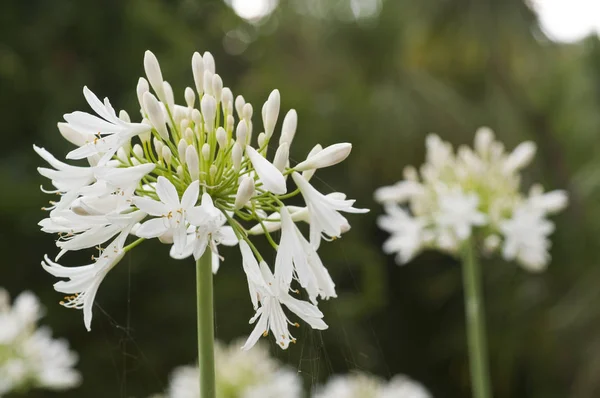 夏の光の中で観賞用の白いアリウムの花 — ストック写真