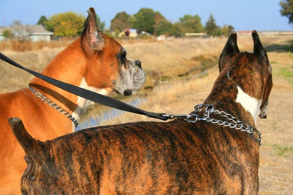 Zwei Boxerhunde Freien Einem Park — Stockfoto