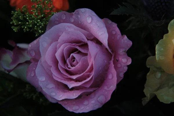 Pojedyncza Liliowy Róża Waterdrops Prysznicem Strumieniem Deszczowym — Zdjęcie stockowe