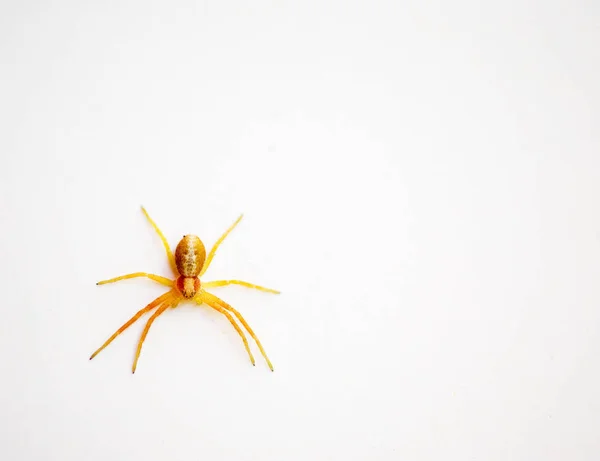 Small Yellow Spider Isolated White Wall — Stock Photo, Image